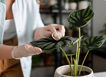 Top Air-Purifying Plants for Corporate Offices