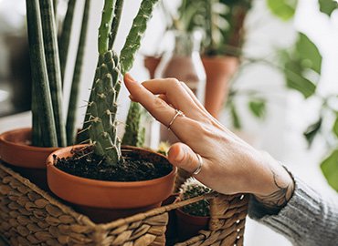 Why FRP Pots Are Best For Modern Interiors