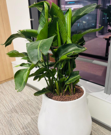 Corporate Reception Plant Rental