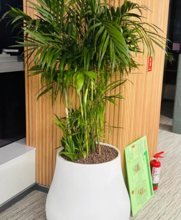 White Square FRP Planters