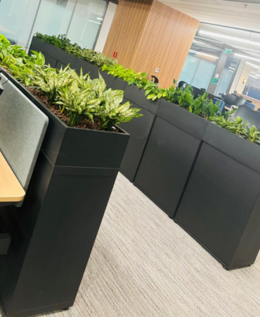 FRP Pots with Air Purifying Plants