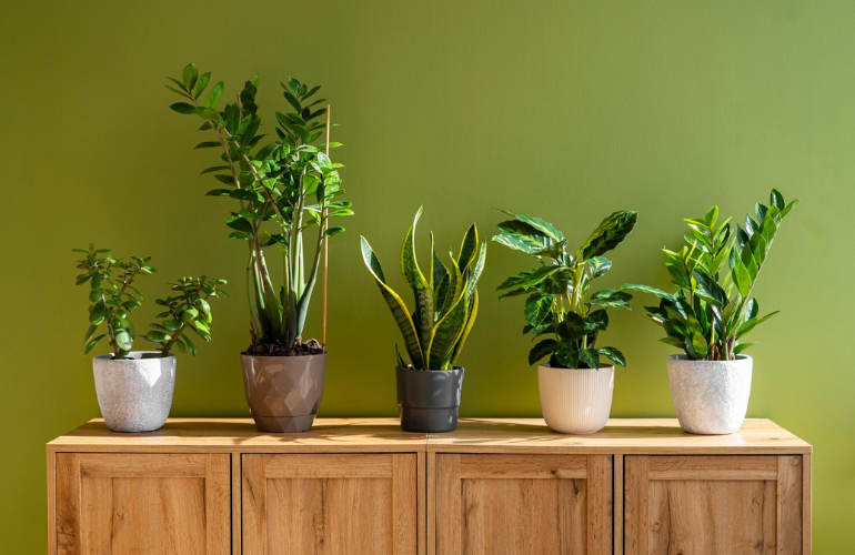 Indoor office plants maintenance and rental service