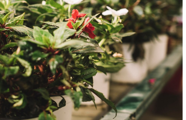 Outdoor plants rental, sale, and landscape maintenance