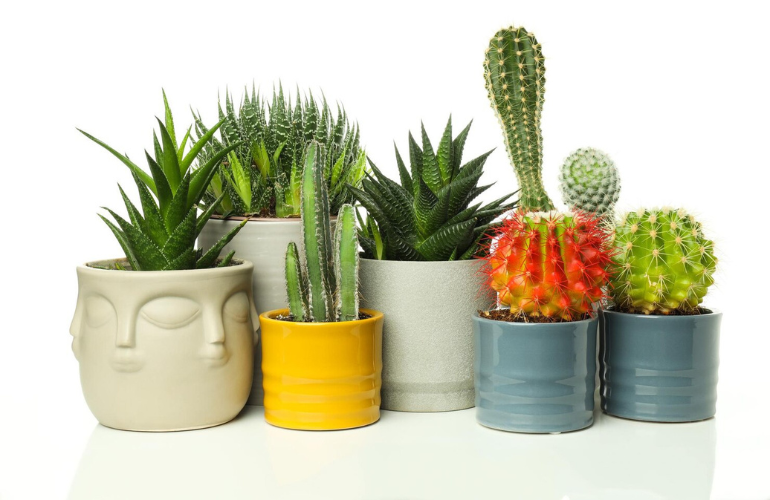 Pre-potted FRP planters combo rent and sale