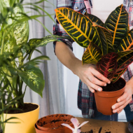 Indoor Plants on Rent and Maintenance