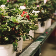 Outdoor Plants Rent, Maintenance and Sale