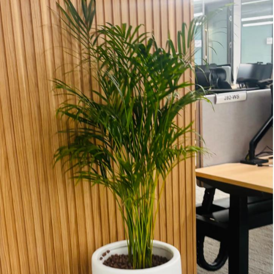 Areca Palm