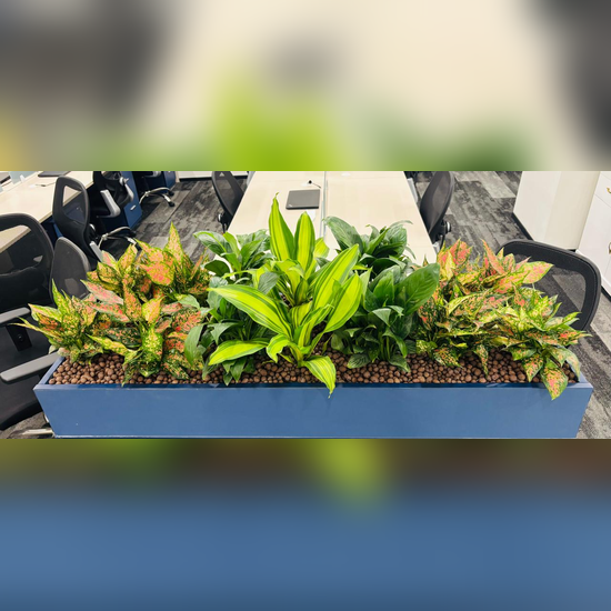 Tabletop Plant