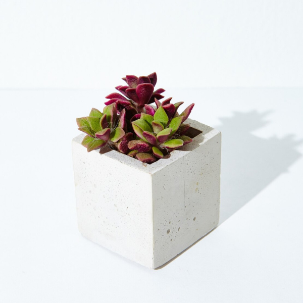 Cube Planter