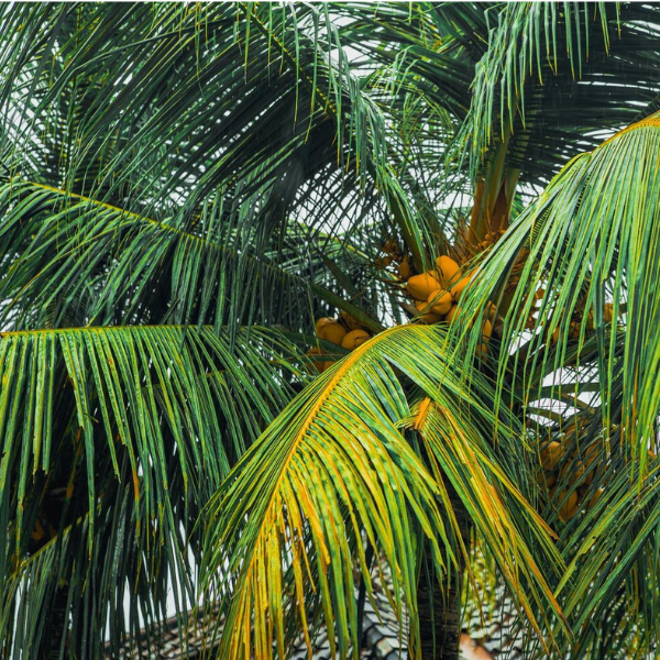 Areca Palm Outdoor-Hardened