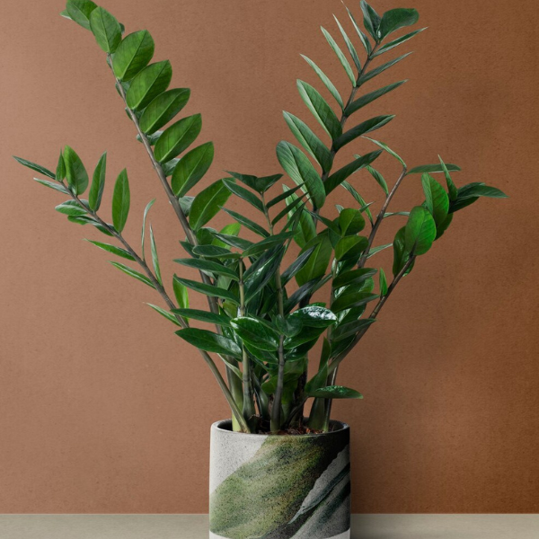 ZZ Plant