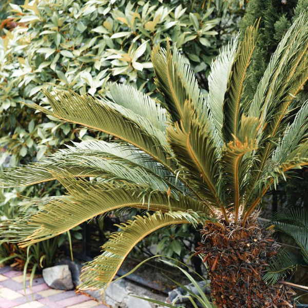 Cycas Revoluta