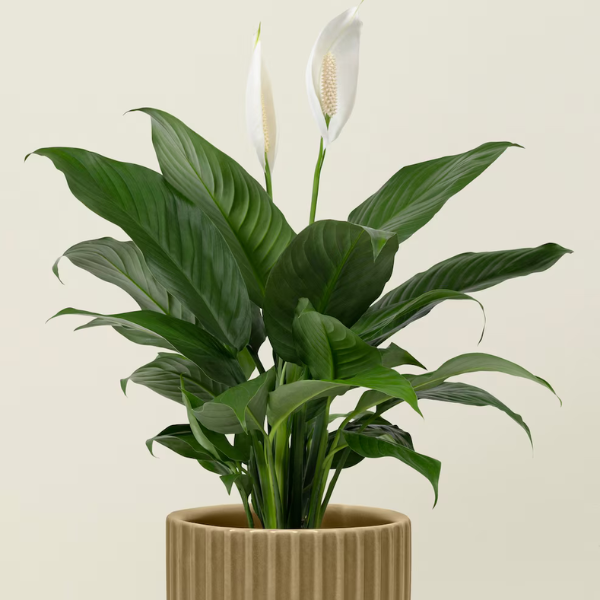 Peace Lily
