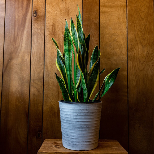 Snake Plant
