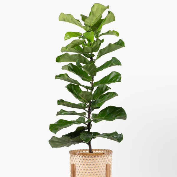 Ficus Lyrata