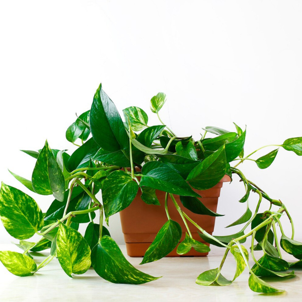 Money Plant